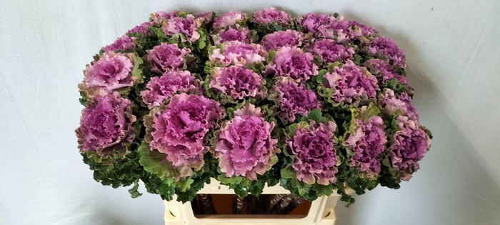 <h4>BRASS EMPIRE BOGDANA</h4>