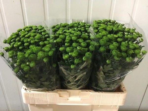 <h4>CHR SAN PEPTALK</h4>