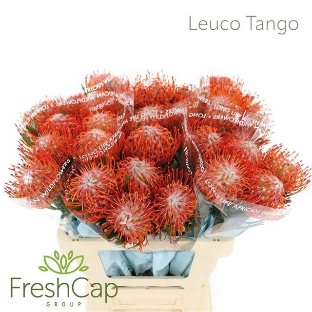 <h4>LEUCO CO TANGO</h4>