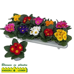 PRIM AC PARADISO GEM