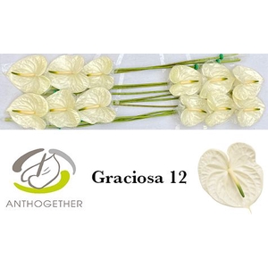 ANTH A GRACIOSA