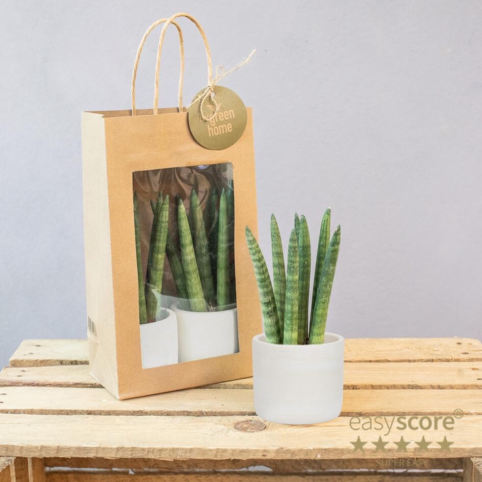 <h4>Paperbag Creation MGH, Small P6</h4>