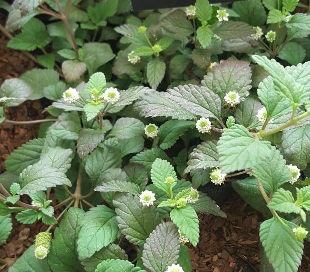 <h4>TUINKRUIDEN GEM</h4>