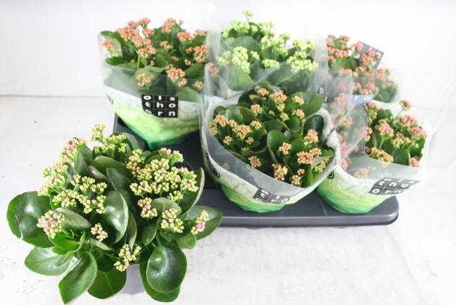 <h4>KAL GE GEM 5 KL</h4>