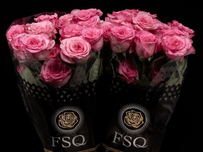 <h4>R GR Gar Ashley Pink</h4>