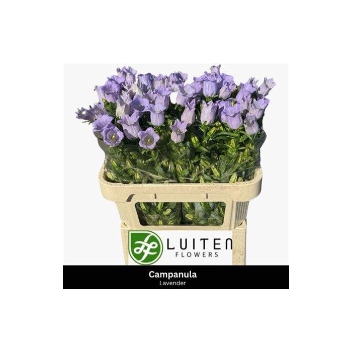 <h4>Camp M Champion Lavender</h4>