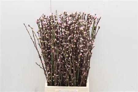 <h4>Perzikbloesem Kort</h4>