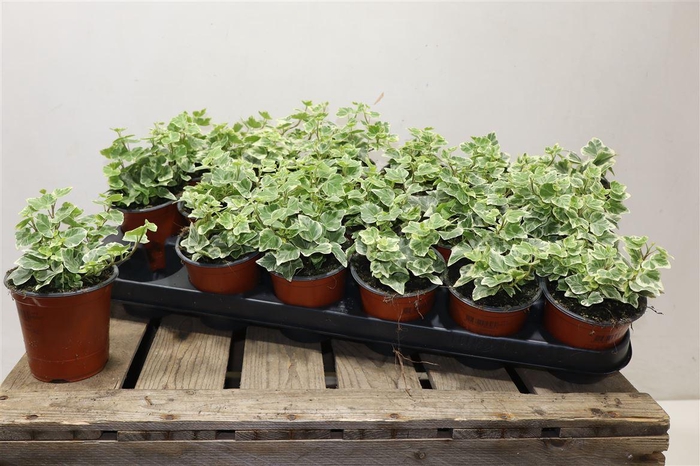 <h4>Hed He White Wonder</h4>