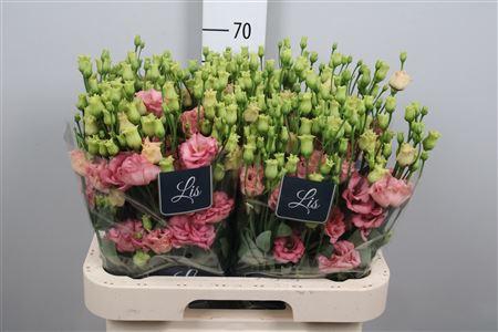 <h4>Eus G Sabrina Orange</h4>