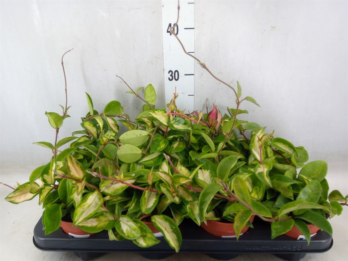 <h4>Hoya carnosa 'Tricolor'</h4>