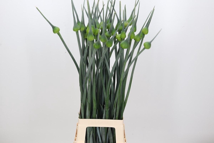 <h4>Allium Kenton</h4>