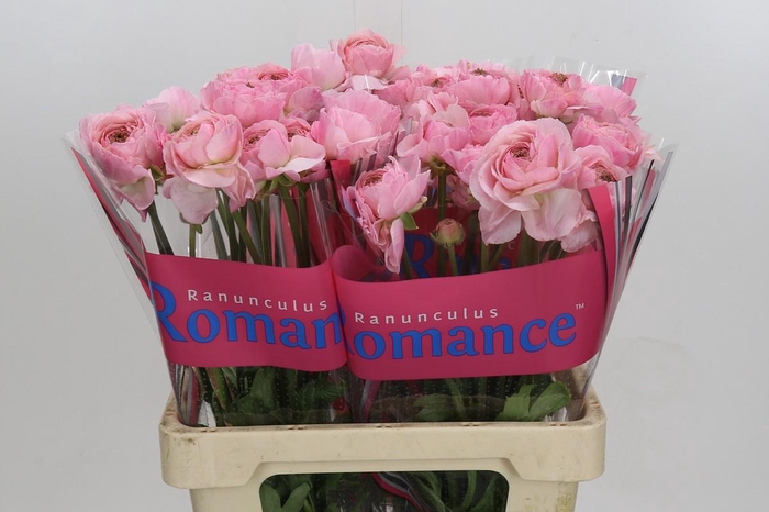 <h4>Ranunculus Romance Maritime</h4>