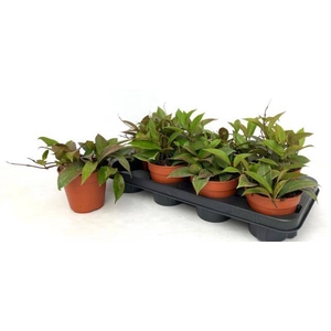 Hoya Sunrise 12Ø 20cm