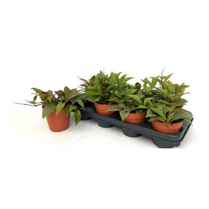 <h4>Hoya Sunrise 12Ø 20cm</h4>