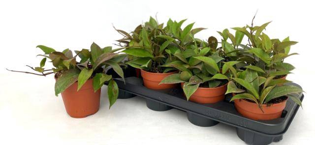 Hoya Sunrise 12Ø 20cm