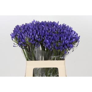 Agapanthus EYFORI Blue