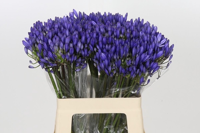 <h4>Agapanthus EYFORI Blue</h4>