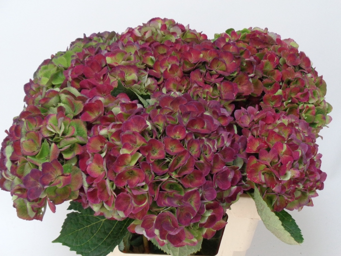 <h4>HYDR M MAG OPAL CL</h4>