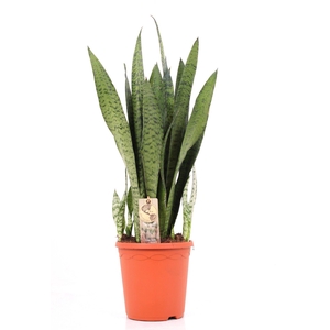Sansevieria P23 Zeylanica
