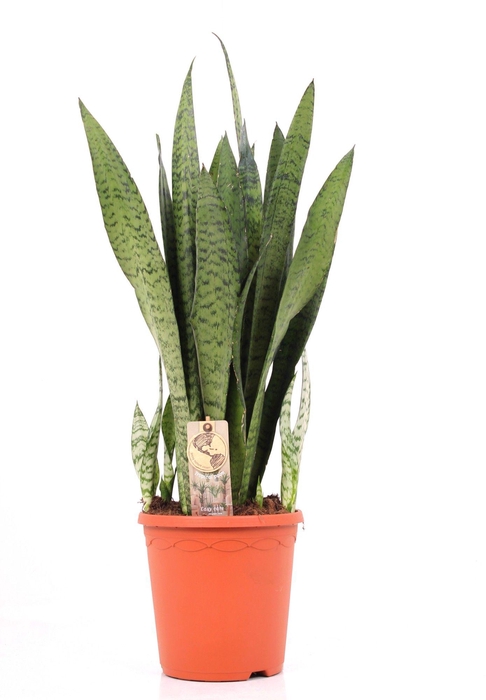 <h4>Sansevieria P23 Zeylanica</h4>