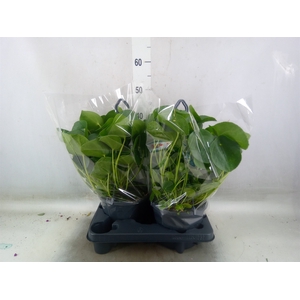 Pilea peperomoides