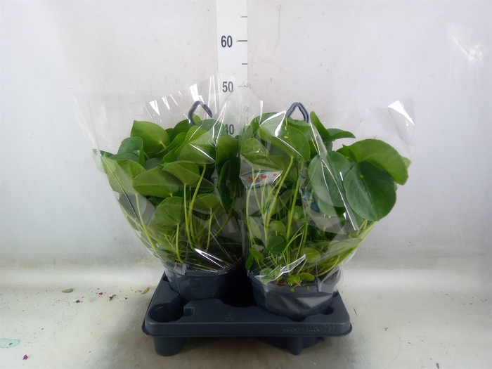 <h4>Pilea peperomoides</h4>