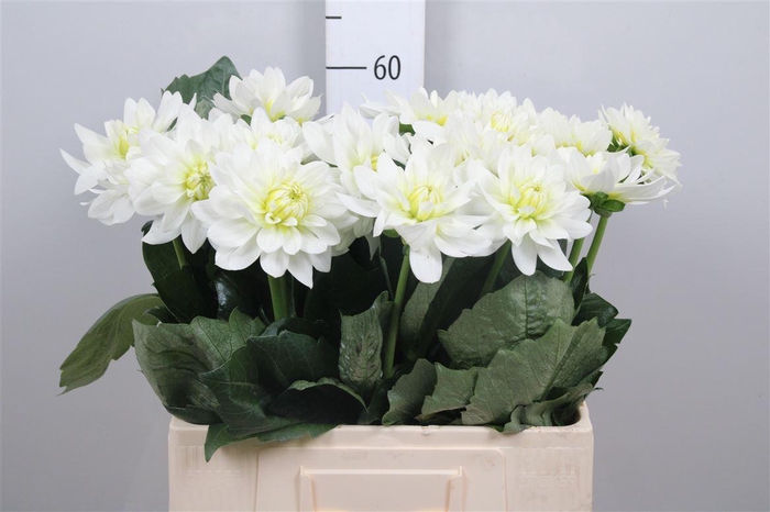 <h4>Dahl Maarten Zwaan</h4>