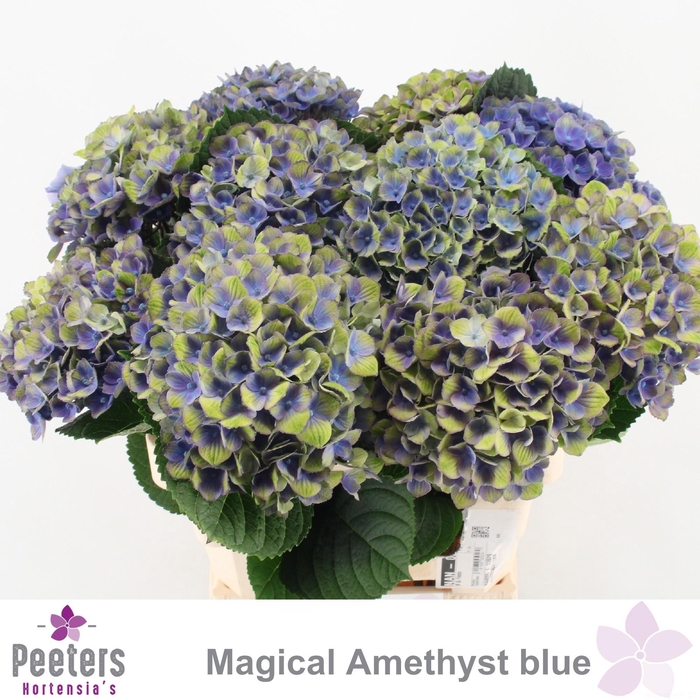 <h4>HYDR M MAG AMETHYST</h4>