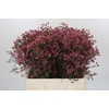 Limonium sinensis China Red