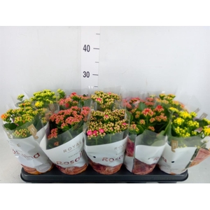 Kalanchoe blos. 'RoyalDon'   ..mix