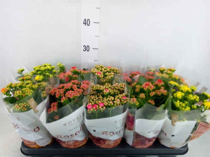 <h4>Kalanchoe blos. 'RoyalDon'   ..mix</h4>