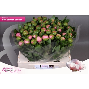 PAEO S SALMON SAUCER