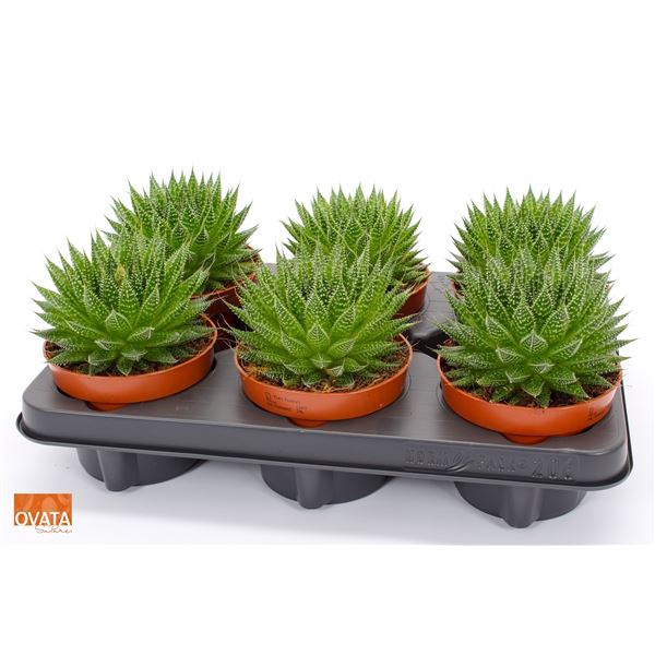 <h4>ALOE AR MAGIC</h4>