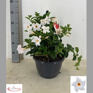 MANDE SUN WHITE