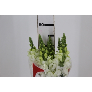 B. DE L MONACO WHITE 070 CM