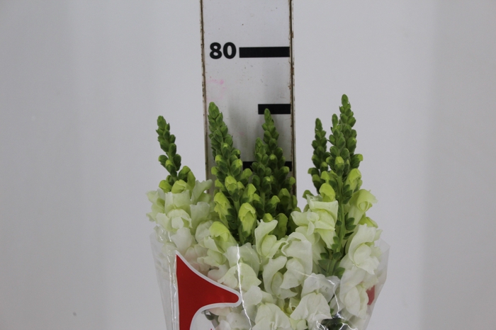 <h4>B. DE L MONACO WHITE 070 CM</h4>