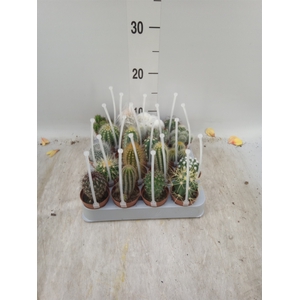 Cactus   ...mix
