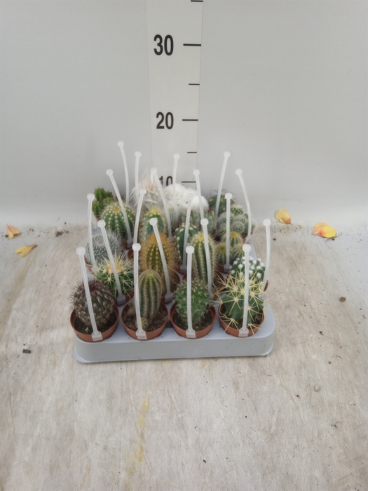 <h4>Cactus   ...mix</h4>