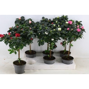 RHODO OV