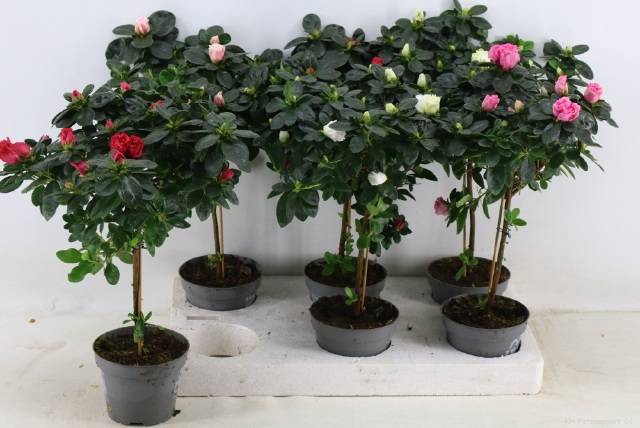 <h4>RHODO OV</h4>