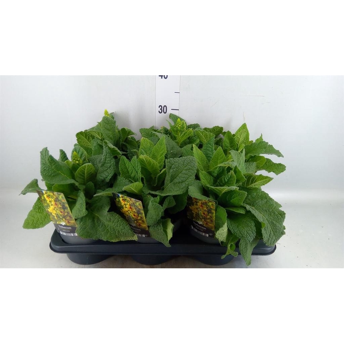 <h4>Verbascum densiflorum</h4>
