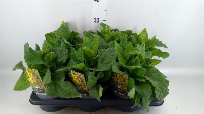 <h4>Verbascum densiflorum</h4>