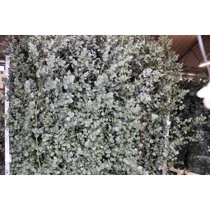 Deco Gr Eucalyptus Azura(200cm