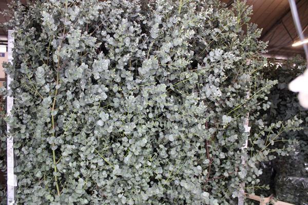 <h4>Deco Gr Eucalyptus Azura(200cm</h4>