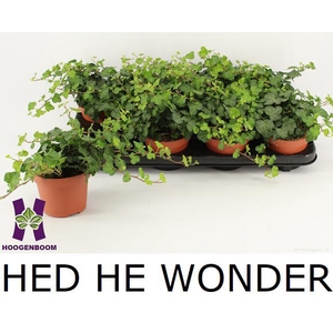 HED HE WONDER