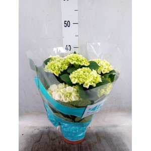 Hydrangea mac. 'Hi Ice'