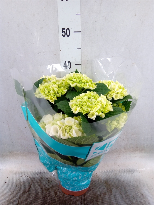 <h4>Hydrangea mac. 'Hi Ice'</h4>