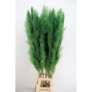 DF Pampas 130cm Apple Green