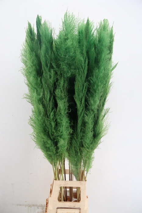 <h4>DF Pampas 130cm Apple Green</h4>