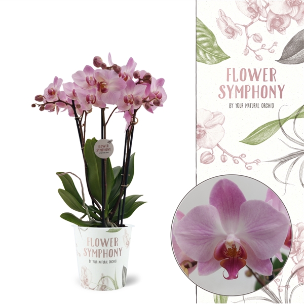 <h4>Flower Symphony | Antwerp | Phalaenopsis 4 spike</h4>